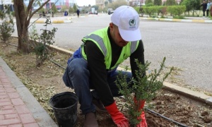 Internal departments launch a campaign to tree the corridors and courtyards of the University
