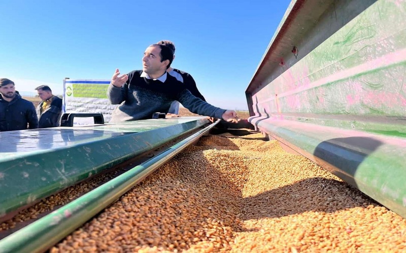 تدريسي بكلية الزراعة يحاضر في مشاهدة حقلية عن استخدام الباذرة المسمدة الزراعية لمحصول الحنطة.