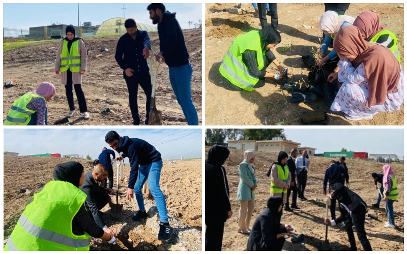 forestry afforestation 2