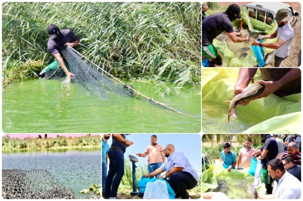 دعماً للمنتوج المحلي.. جامعة كركوك تنتج وجبة جديدة من الاسماك المرباة في أحواض محطة البحوث والتجارب الزراعية