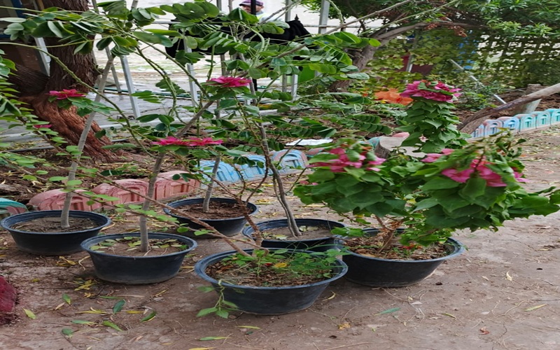 كلية التربية للعلوم الصرفة تنظم حملة تشجير لعدد من مدارس محافظة كركوك 3