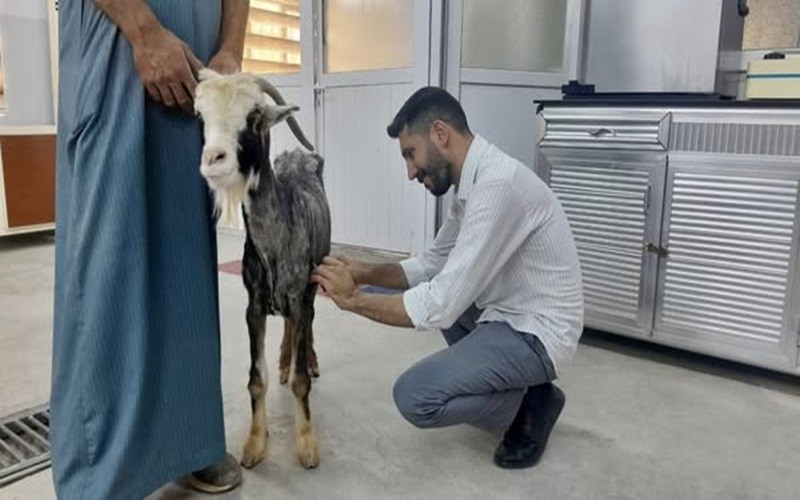 The educational veterinary clinic receives a sick ...