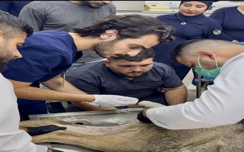 The educational veterinary clinic receives a sick ...