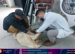 كلية البيطري تستقبل حالة مرضية .