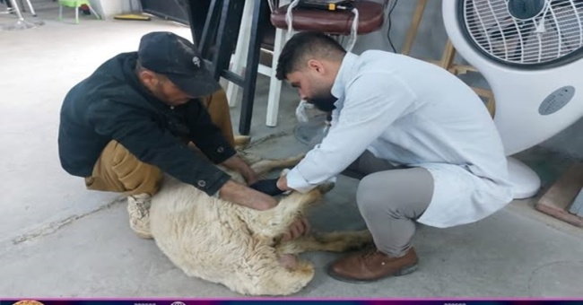 كلية البيطري تستقبل حالة مرضية .