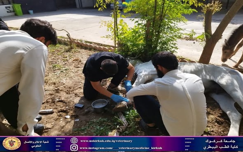 The Educational Veterinary Clinic receives a sick case 