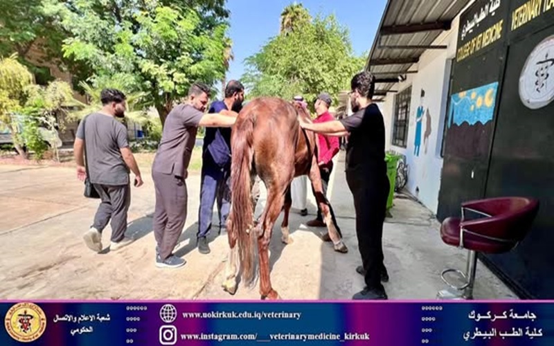 The Educational Veterinary Clinic performs the first surgical operation of its kind in Kirkuk Governorate