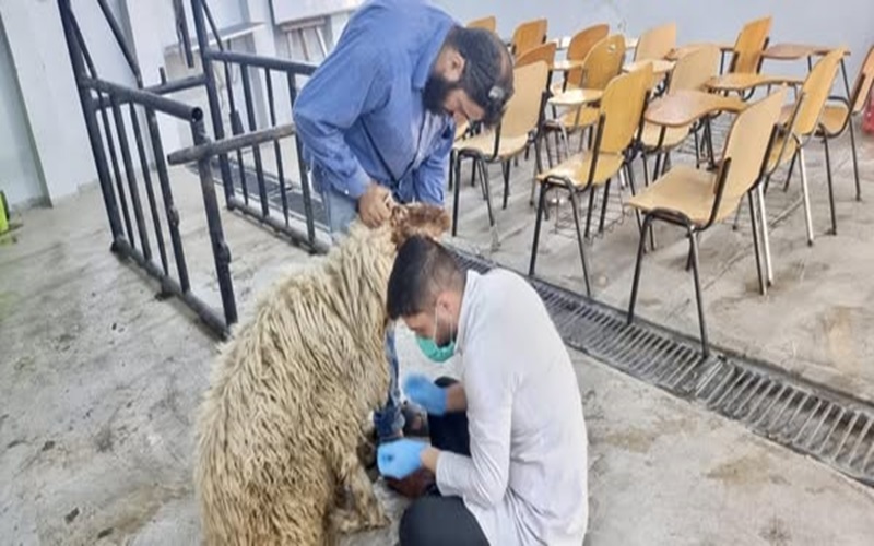 المستوصف البيطري التعليمي يستقبل الحالات المرضية الوافدة اليه .