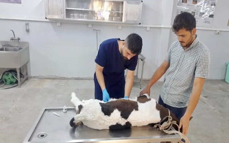   اطباء المستوصف البيطري التعليمي يعالجون الحالات المرضية الوافدة .