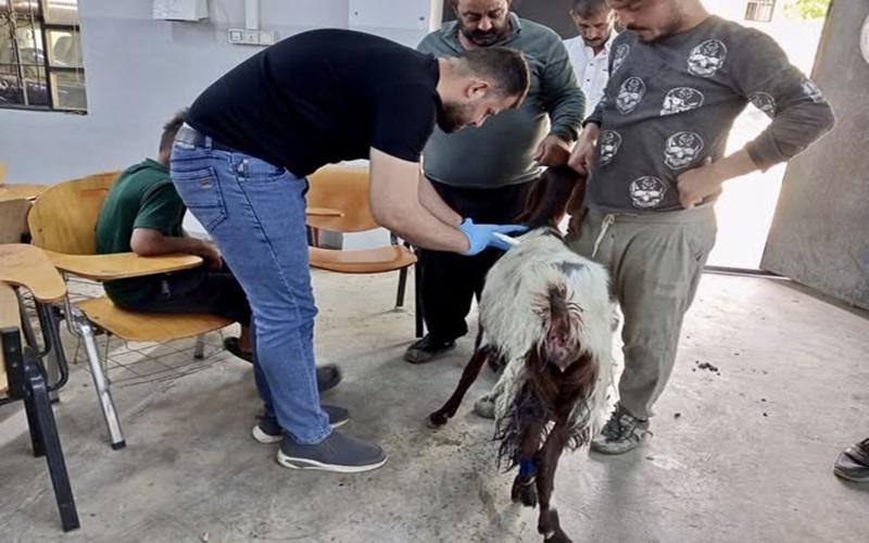 The veterinary educational clinic receives medical cases.