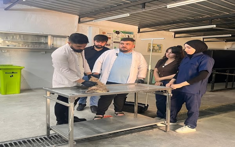 The educational veterinary clinic receives a sick case.