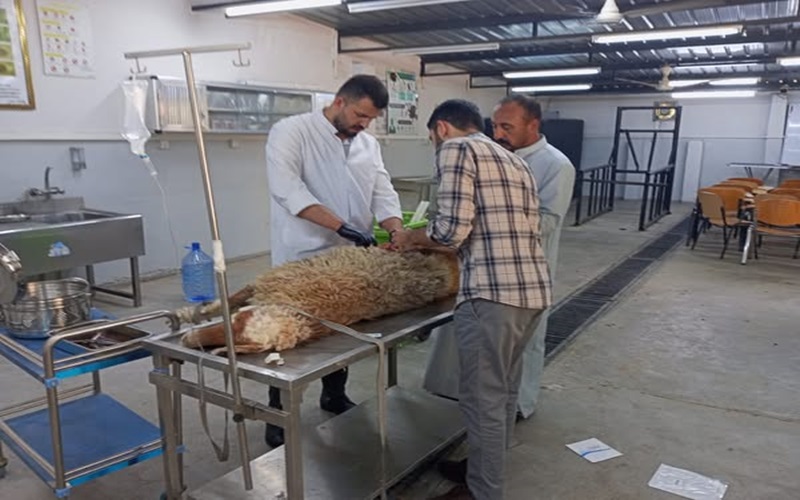 The educational veterinary clinic receives a sick case.