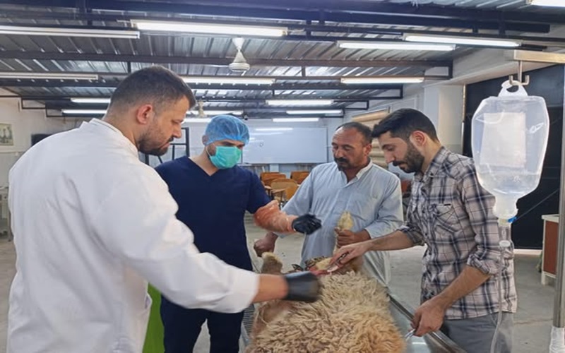 The educational veterinary clinic receives a sick case.