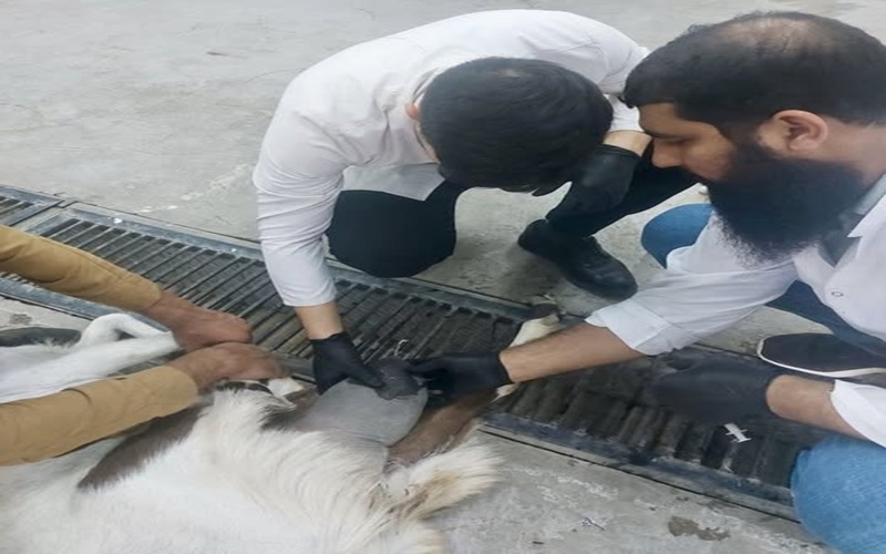 The educational veterinary clinic receives sick animal cases.