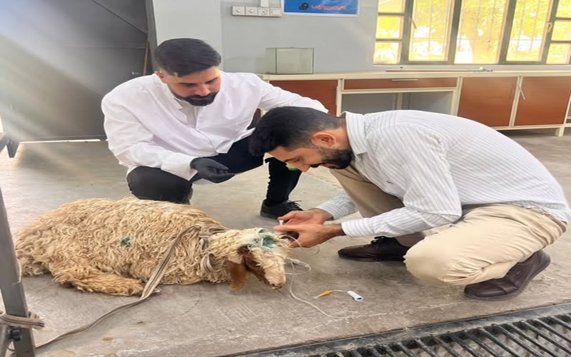 The educational veterinary clinic receives a sick case.