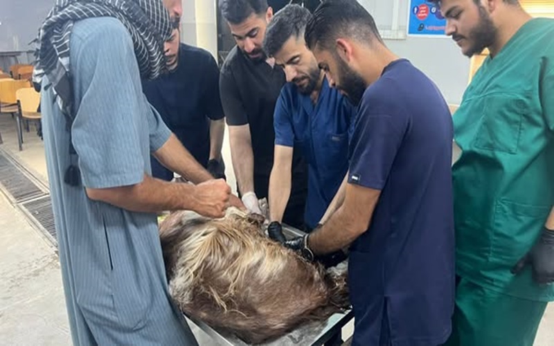 The educational veterinary clinic receives a sick case.