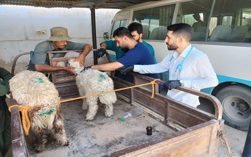 The educational veterinary clinic receives sick cases.