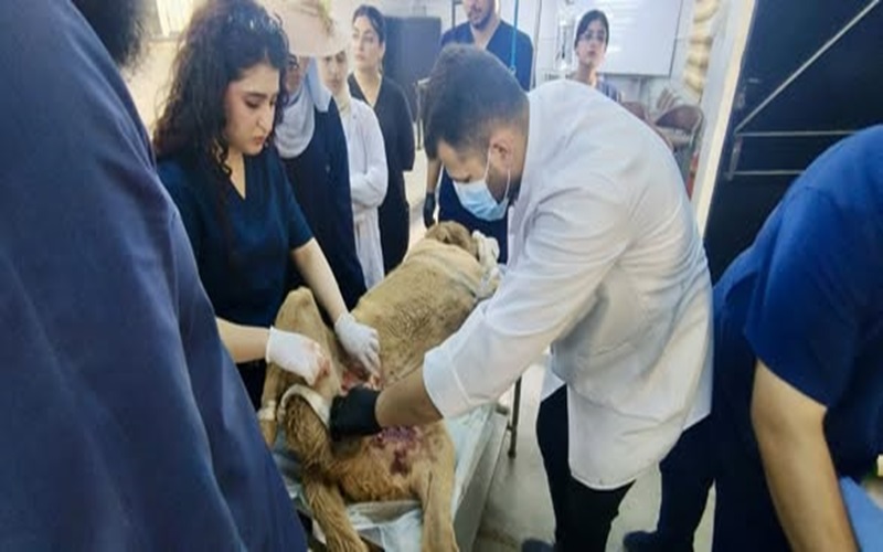 The educational veterinary clinic receives patients