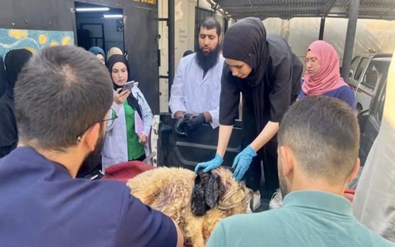 The educational veterinary clinic receives a sick case.