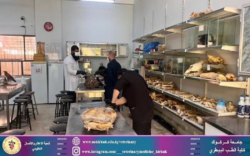 Fifth-year students in the College of Veterinary Medicine participate in the taxidermy of a horse