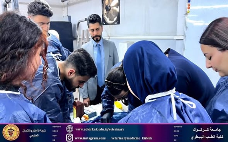 طلبة الطب البيطري يجرون عمليات جراحية لمجموعة من الحيوانات